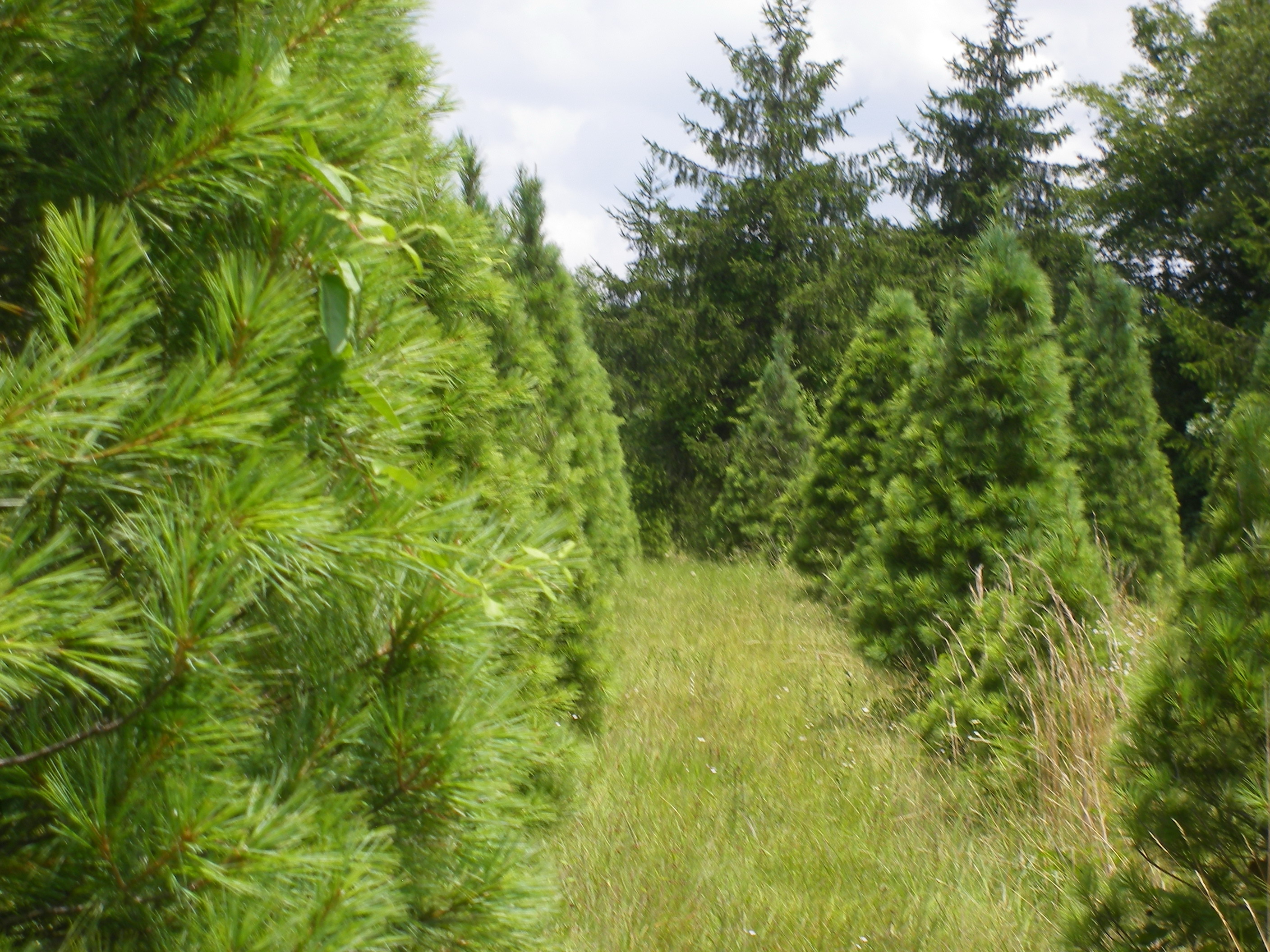 Pinetop Christmas Tree Farm Cut Your Own Tree Pick your own Blueberries. 