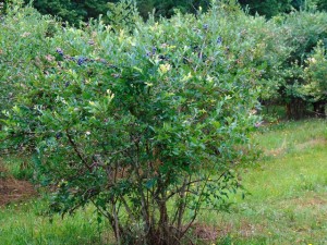 Pinetop Farm Christmas Trees and Blueberries