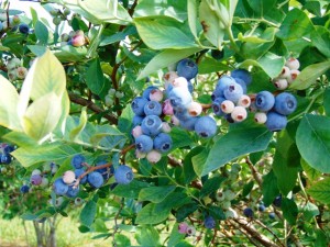 Pinetop Blueberry Farm