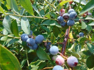 Pick your own blueberries