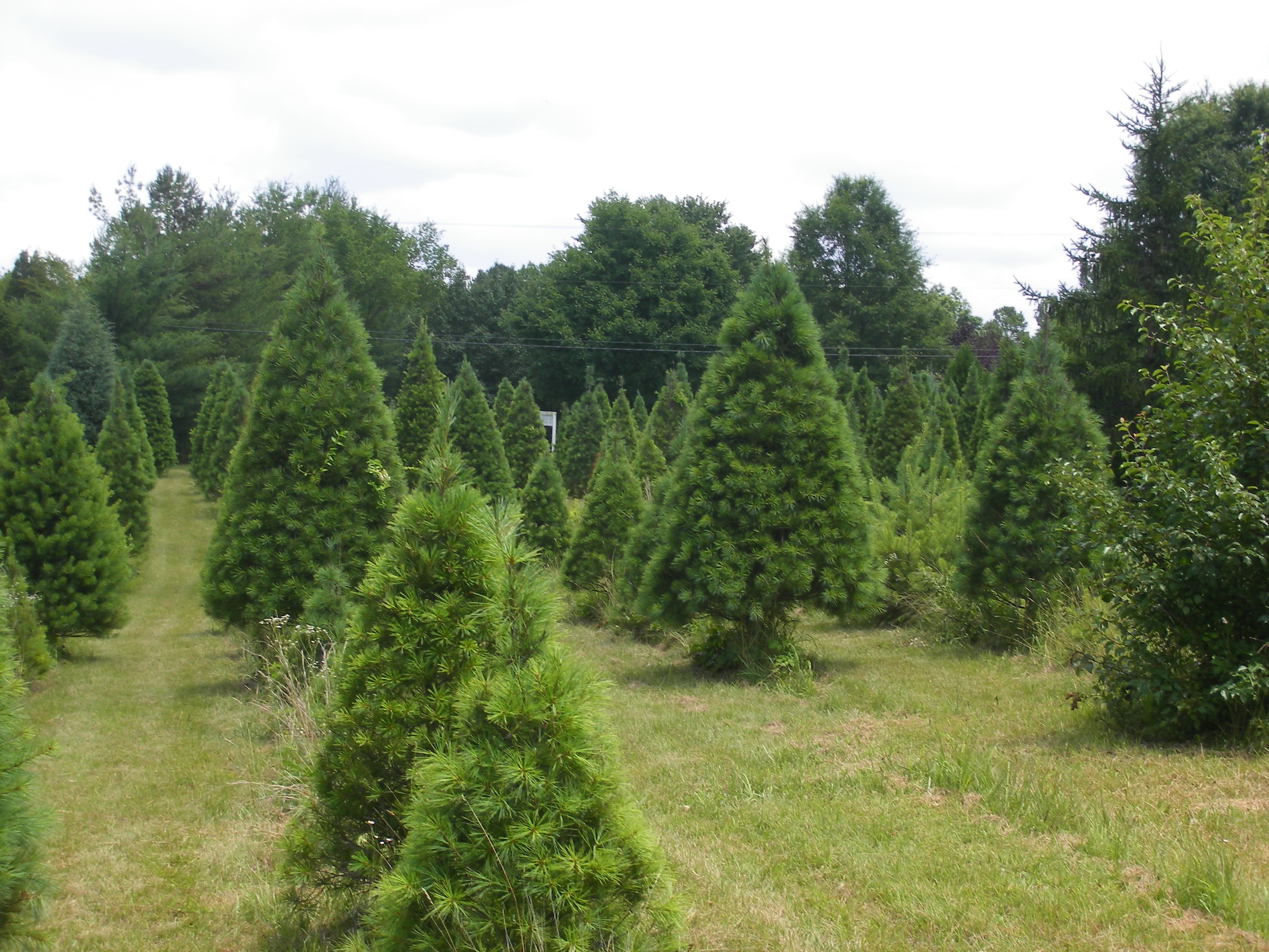 Pine Top Farm Christmas Trees and Blueberry Picking
