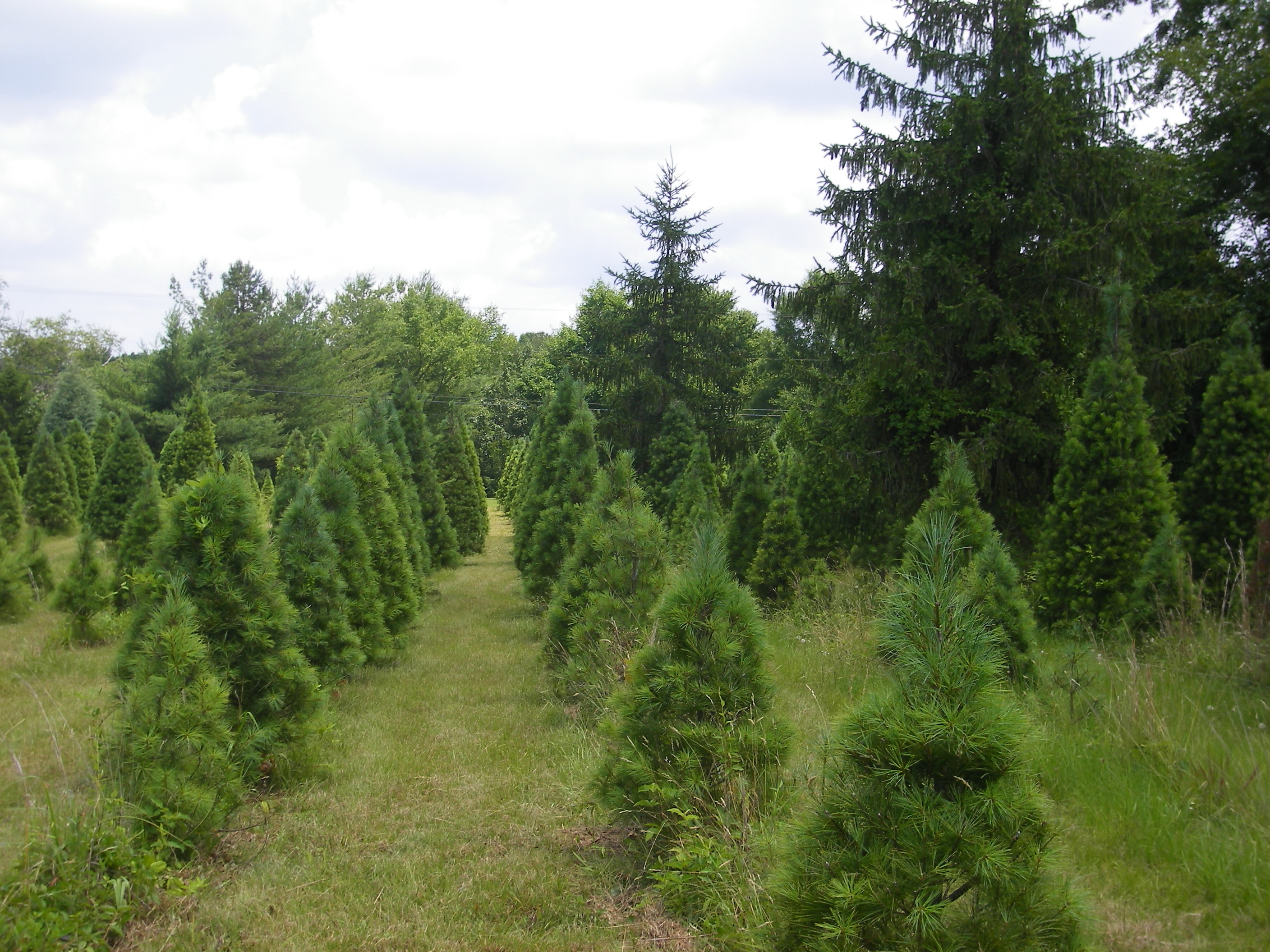 Pine Top Farm Christmas Trees and Blueberries