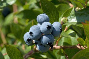 PINETOP FARM Christmas Trees and Blueberries