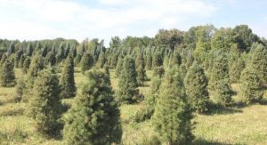 Cooperative Extension Some of the trees at Pine Top Farm. Salisbury Post